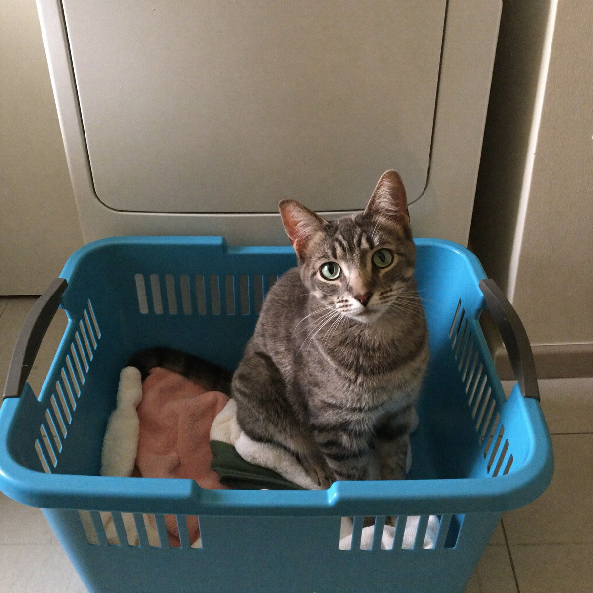 PetFresh™ Washer Tablets