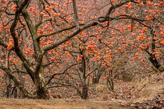 Unripe persimmon harvest